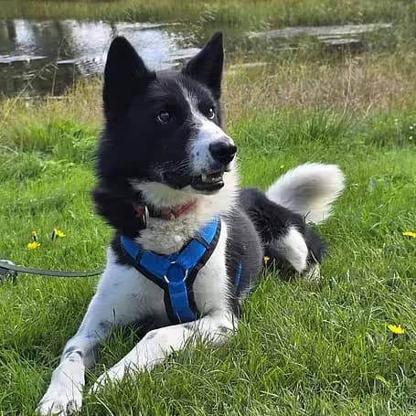VERMITTLUNGSHILFE Tarek, male 4yo Husky for adoption at Aktion Tier Tierheim Meissen, Meissen