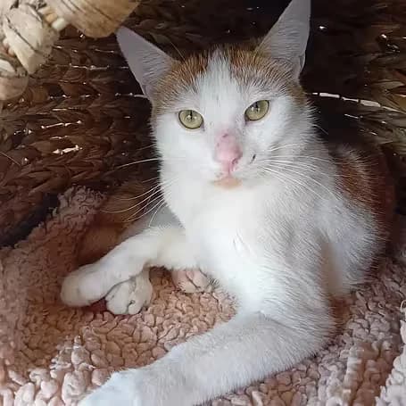 Winni, male young European Shorthair for adoption at Aktion Tier Tierheim Meissen, Meissen