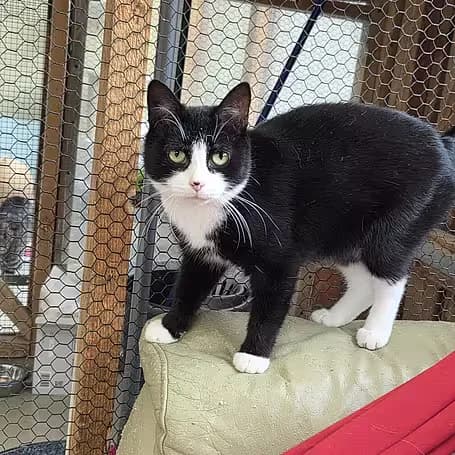 Ales & Sandra, young Mixed Breed for adoption at aktion tier Tierheim Roggendorf, Roggendorf