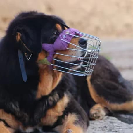 Anyu, female senior mixed breed for adoption at aktion tier Tierheim Roggendorf, Roggendorf