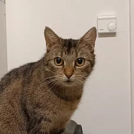 Babette, female 4yo Mixed Breed for adoption at aktion tier Tierheim Roggendorf, Roggendorf