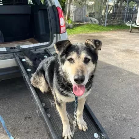 Balou, male senior German Shepherd for adoption at aktion tier Tierheim Roggendorf, Roggendorf