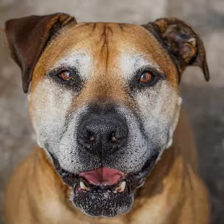 Branco, male senior Boerboel for adoption at aktion tier Tierheim Roggendorf, Roggendorf