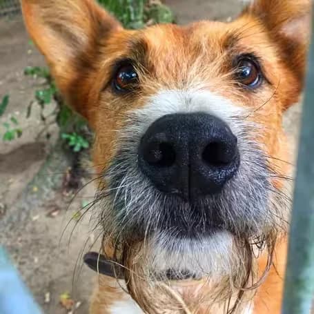 Cooper, male senior mixed breed for adoption at aktion tier Tierheim Roggendorf, Roggendorf