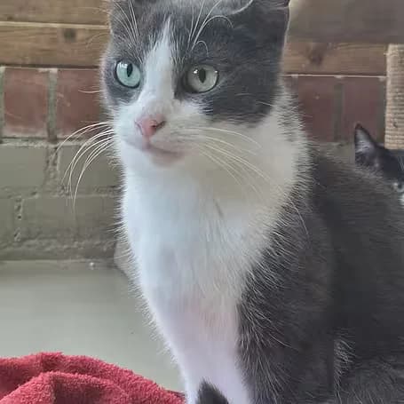 Ede, male 3yo Mixed Breed for adoption at aktion tier Tierheim Roggendorf, Roggendorf
