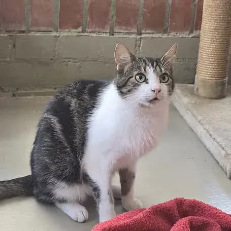 Ernie, male 3yo Mixed Breed for adoption at aktion tier Tierheim Roggendorf, Roggendorf