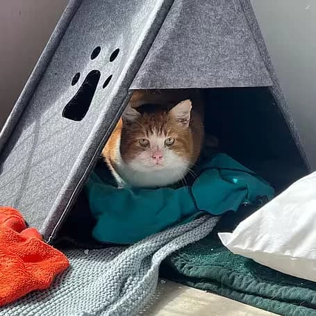 Garfield, male 6yo Mixed Breed for adoption at aktion tier Tierheim Roggendorf, Roggendorf