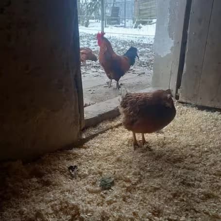 Hühner, Mixed Breed for adoption at aktion tier Tierheim Roggendorf, Roggendorf