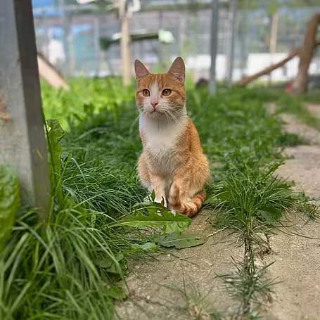 Isaac, male young Mixed Breed for adoption at aktion tier Tierheim Roggendorf, Roggendorf