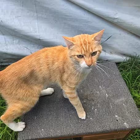 Karlchen, male young Mixed Breed for adoption at aktion tier Tierheim Roggendorf, Roggendorf