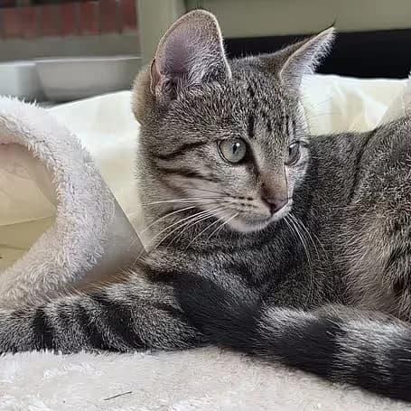 Katzenkinder 2026, male Mixed Breed for adoption at aktion tier Tierheim Roggendorf, Roggendorf