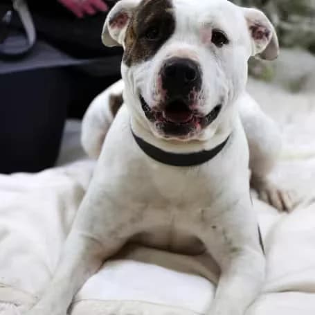Kira, female senior Staffordshire Bull Terrier for adoption at aktion tier Tierheim Roggendorf, Roggendorf
