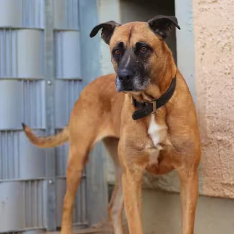 Lana, female senior German Shepherd for adoption at aktion tier Tierheim Roggendorf, Roggendorf