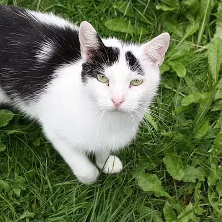 Luzifer, male senior Mixed Breed for adoption at aktion tier Tierheim Roggendorf, Roggendorf