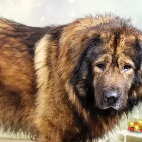 Odin, male senior mixed breed for adoption at aktion tier Tierheim Roggendorf, Roggendorf
