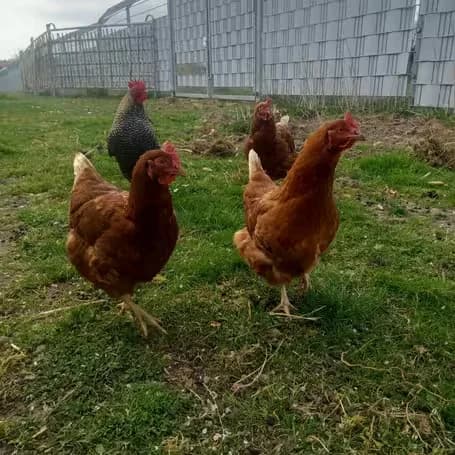 Otto, Odette, Ophelia, Olga, Olivia, young Mixed Breed for adoption at aktion tier Tierheim Roggendorf, Roggendorf