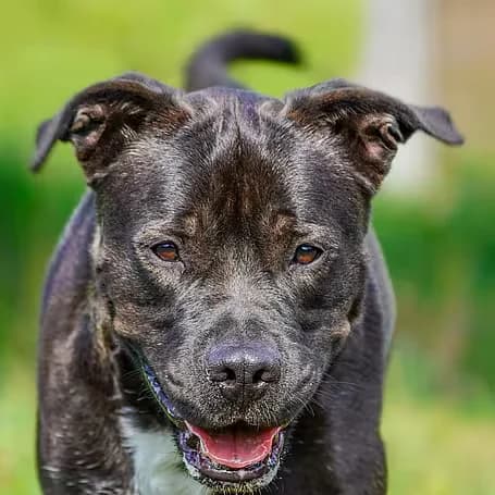 Pacco, 4yo Staffordshire Bull Terrier for adoption at aktion tier Tierheim Roggendorf, Roggendorf
