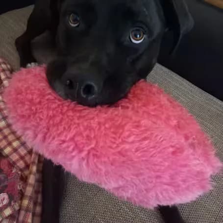 Paul, male 5yo Mixed Breed for adoption at aktion tier Tierheim Roggendorf, Roggendorf