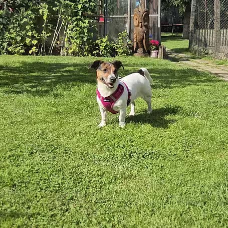 Pia, female 5yo mixed breed for adoption at aktion tier Tierheim Roggendorf, Roggendorf