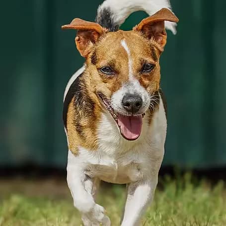 Pino, male young Mixed Breed for adoption at aktion tier Tierheim Roggendorf, Roggendorf