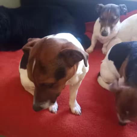 Pino, Piet & Pia, Jack Russell Terrier for adoption at aktion tier Tierheim Roggendorf, Roggendorf