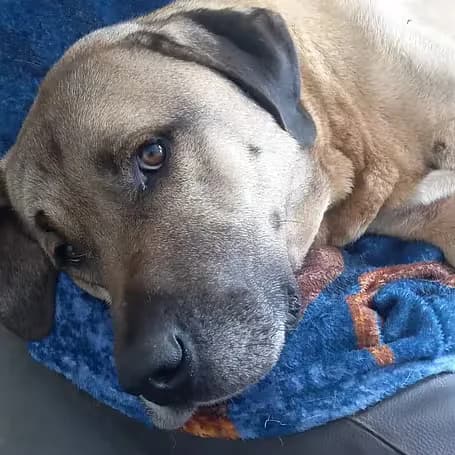 Pluto, male young Mixed Breed for adoption at aktion tier Tierheim Roggendorf, Roggendorf