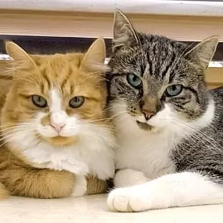 Queenie und Fauchi - Vermittlungshilfe, 3yo Mixed Breed for adoption at aktion tier Tierheim Roggendorf, Roggendorf