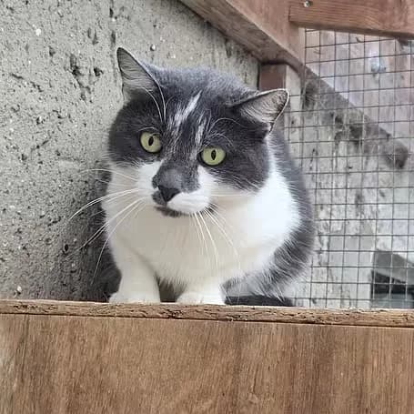 Ronja, female 7yo Mixed Breed for adoption at aktion tier Tierheim Roggendorf, Roggendorf