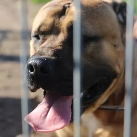 Sam, male 7yo Bullmastiff for adoption at aktion tier Tierheim Roggendorf, Roggendorf