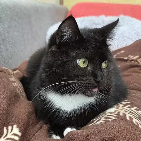 Scarlett, female Mixed Breed for adoption at aktion tier Tierheim Roggendorf, Roggendorf