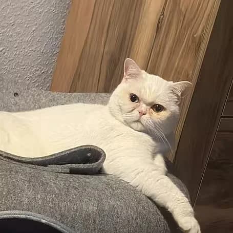Snow, female 4yo Mixed Breed for adoption at aktion tier Tierheim Roggendorf, Roggendorf