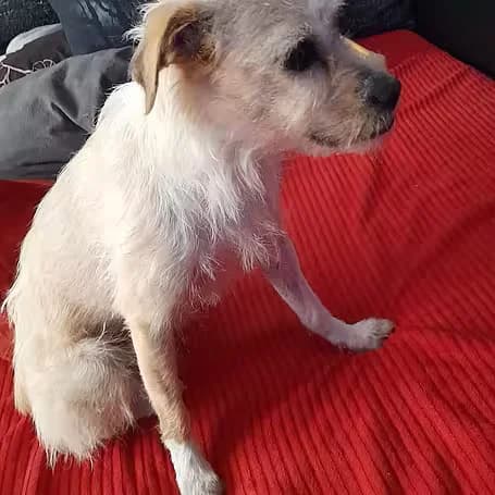 Suna, female 4yo Mixed Breed for adoption at aktion tier Tierheim Roggendorf, Roggendorf