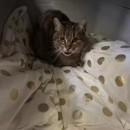 Undine, female senior Mixed Breed for adoption at aktion tier Tierheim Roggendorf, Roggendorf