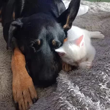 Urmel &Ursel, schwarz female puppy Mixed Breed for adoption at aktion tier Tierheim Roggendorf, Roggendorf