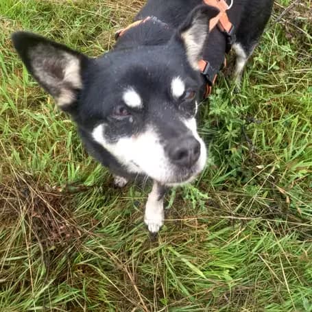 ZΓΌrich, male senior Chihuahua for adoption at aktion tier Tierheim Roggendorf, Roggendorf