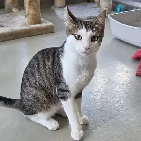 Zuko, male Mixed Breed for adoption at aktion tier Tierheim Roggendorf, Roggendorf