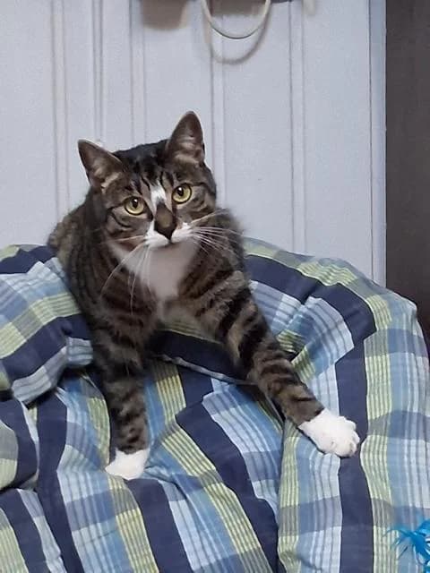 Bine, female young European Shorthair for adoption at Förderverein , Duisburg