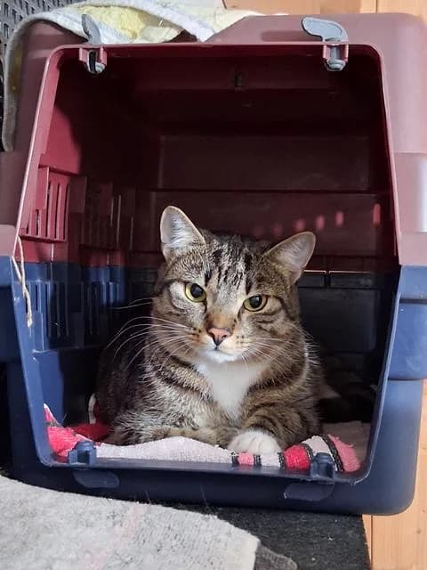 Bushido, male young European Shorthair for adoption at Förderverein , Duisburg