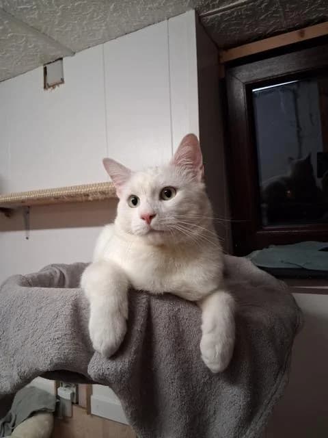 Merlin, male young European Shorthair for adoption at Förderverein , Duisburg