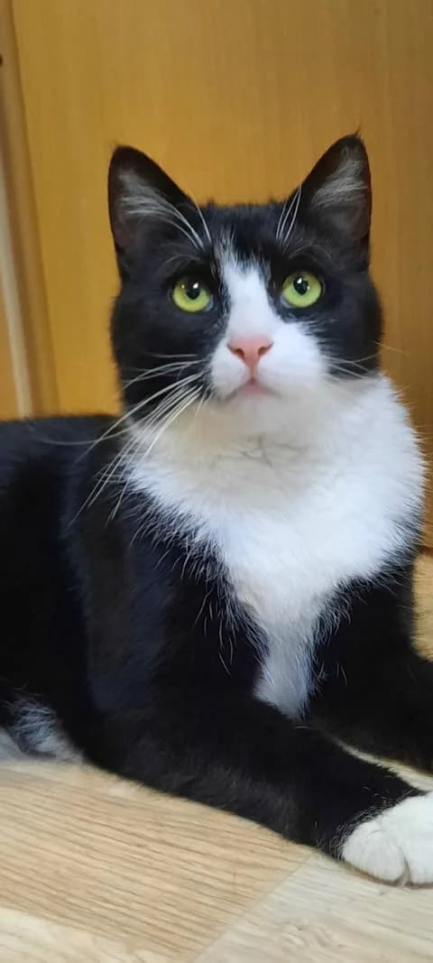 Sally, female young European Shorthair for adoption at Förderverein , Duisburg
