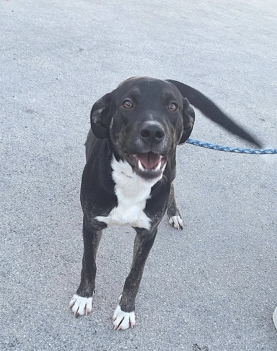 Allison, female young Mixed Breed for adoption at Alba for Animals e.V., Oberhausen