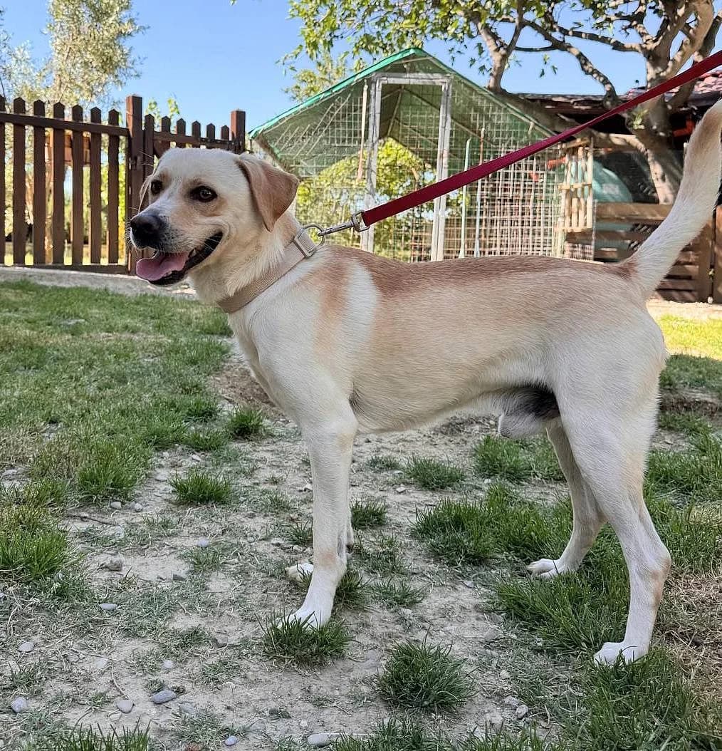 Argo, male 3yo Mixed Breed for adoption at Alba for Animals e.V., Oberhausen