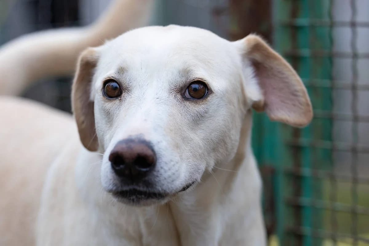 Aurora, female 5yo Mixed Breed for adoption at Alba for Animals e.V., Oberhausen