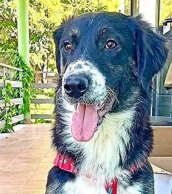 Rüden zur Adoption, male 3yo Mixed Breed for adoption at Alba for Animals e.V., Oberhausen