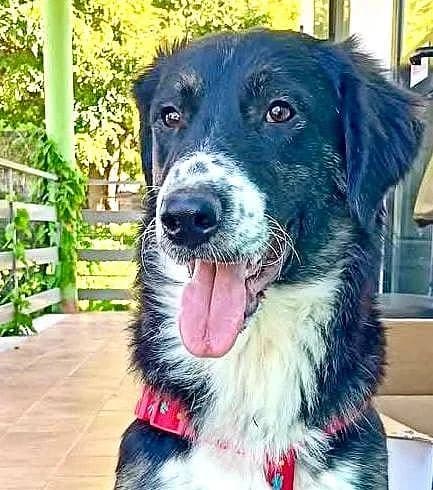 Black, male 3yo Mixed Breed for adoption at Alba for Animals e.V., Oberhausen