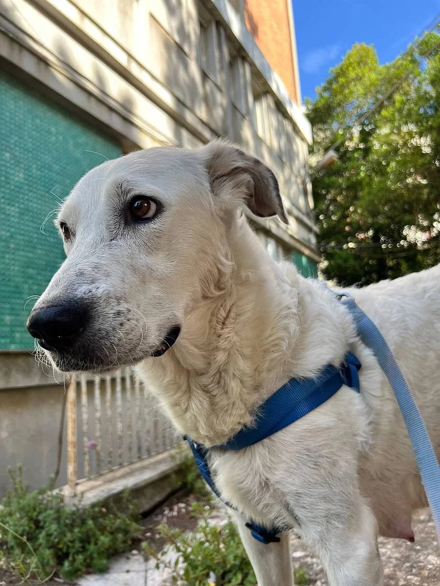 Bonnie, female young Mixed Breed for adoption at Alba for Animals e.V., Oberhausen