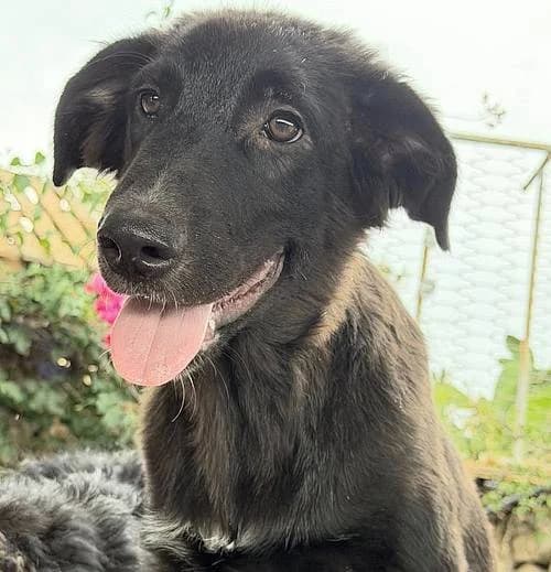 Bruno, male puppy Mixed Breed for adoption at Alba for Animals e.V., Oberhausen