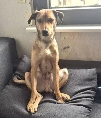 Rüden zur Adoption, male young Mixed Breed for adoption at Alba for Animals e.V., Oberhausen