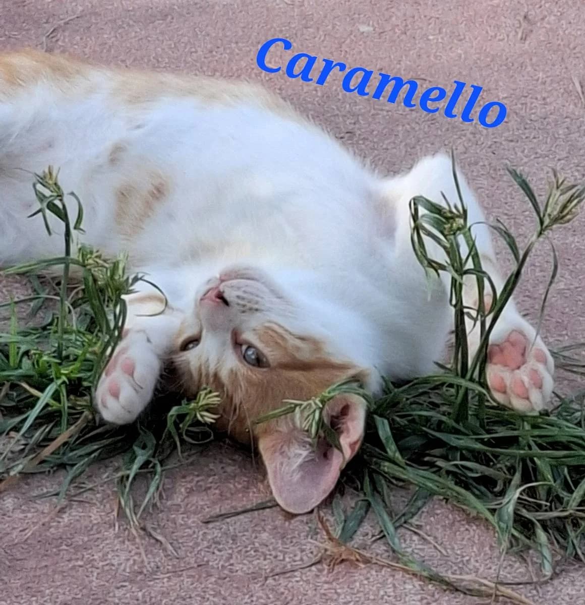 Caramello, male young European Shorthair for adoption at Alba for Animals e.V., Oberhausen