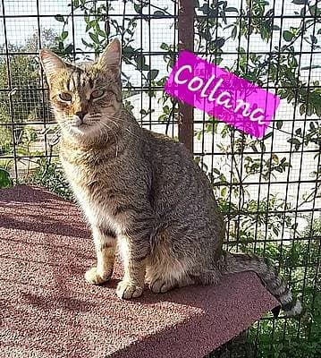 Katzen zur Adoption, 3yo European Shorthair for adoption at Alba for Animals e.V., Oberhausen